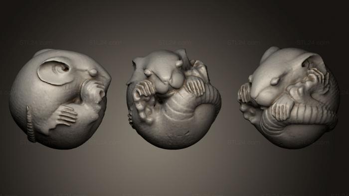 Miscellaneous figurines and statues (Curled Rat netsuke, STKR_0524) 3D models for cnc